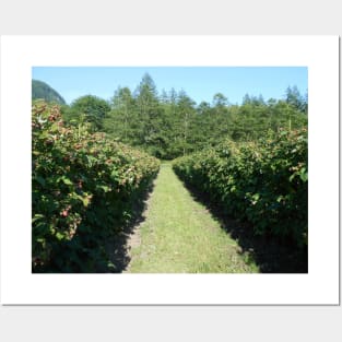 Raspberry Farm Nature Photography Pacific Northwest Posters and Art